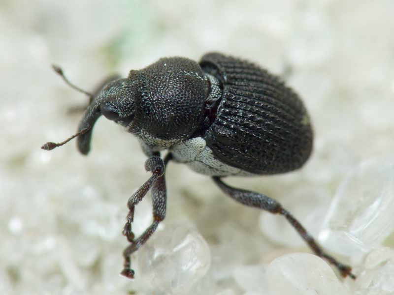 Zacladus geranii (Paykull, 1800)